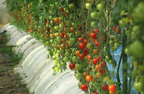 Agricaltural