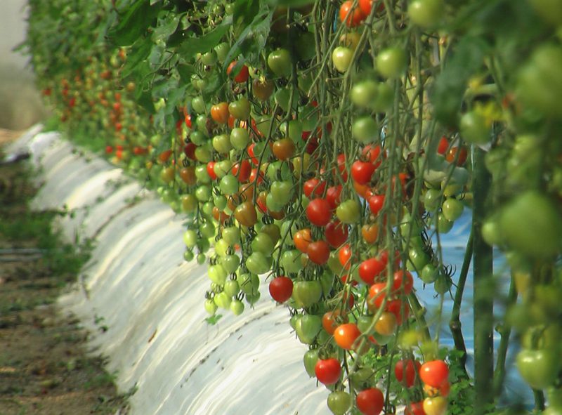 ミニトマトの潅水栽培　　熊本県