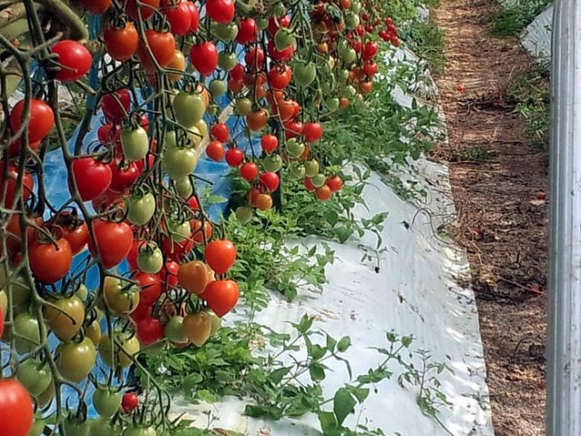 農業分野トマト